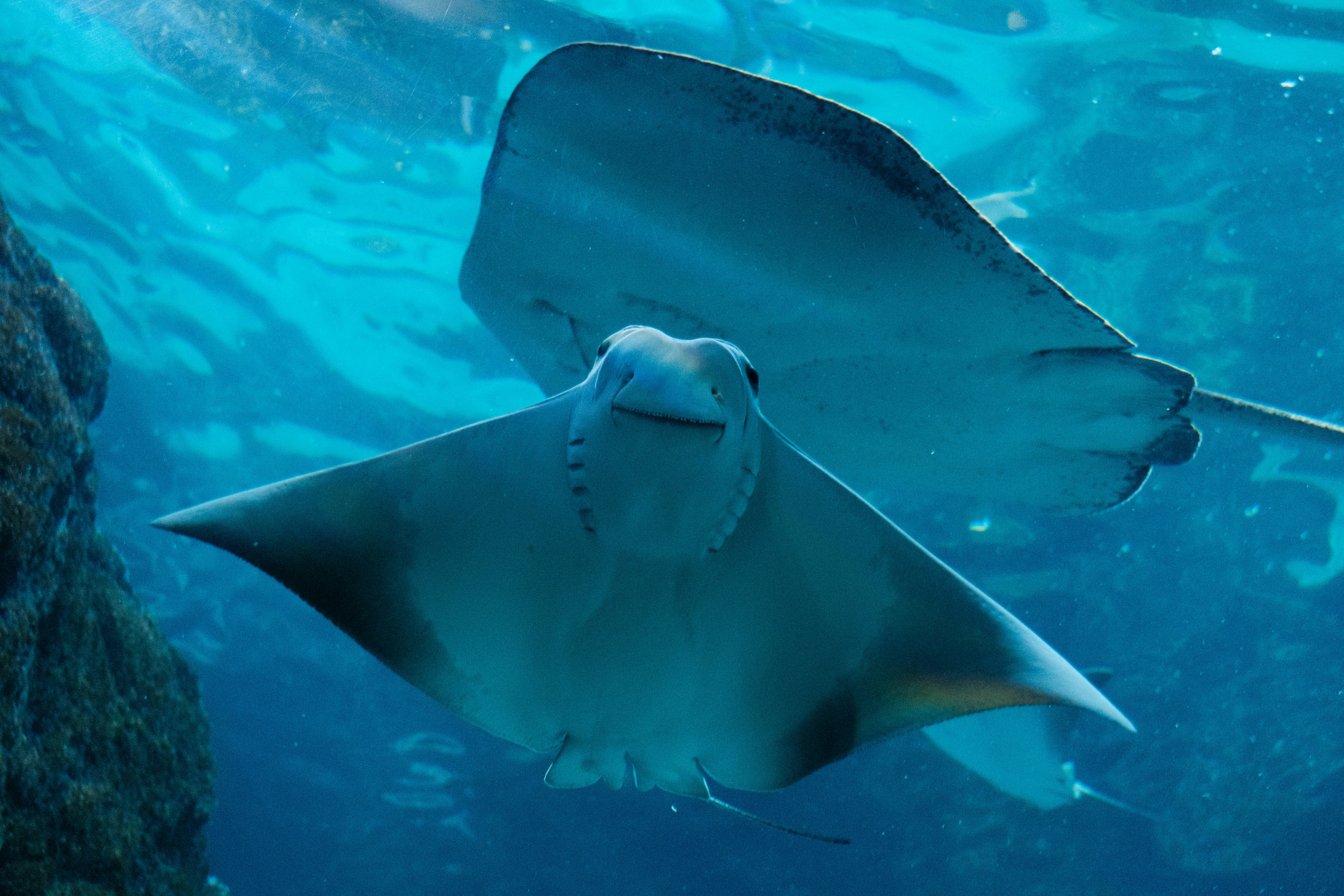 Swimming with Manta Rays in the Maldives: Complete Guide